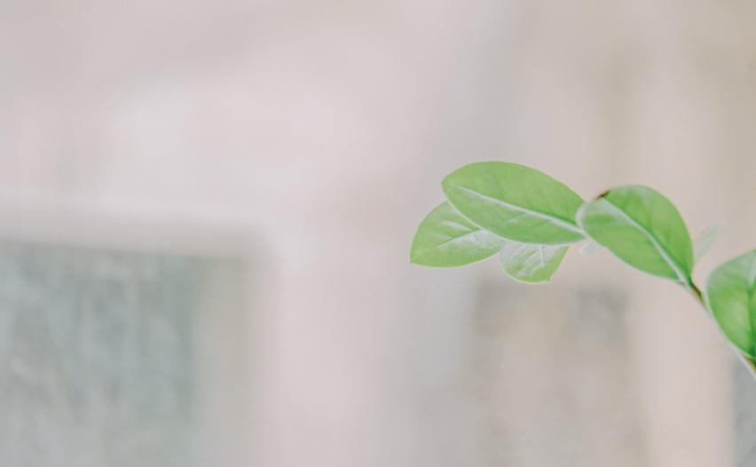 Close-up Photo of Green Leaves