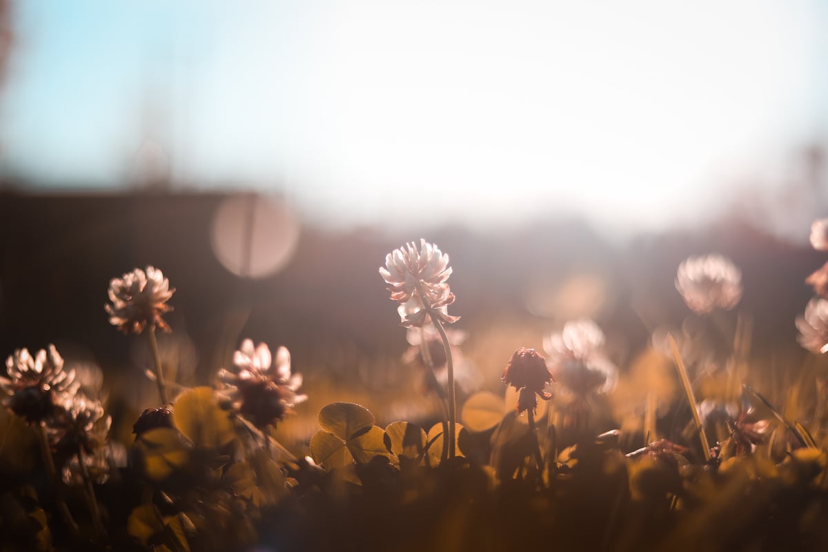 Photography of White Petaled Flowers